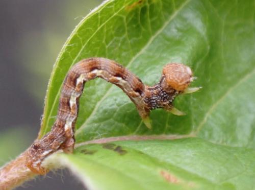 Erannis defoliaria